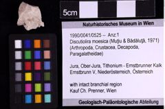 Foto (Objekt + Etiketten) von Discutiolira moesica (Muţiu & Bădăluţă, 1971) (NHMW-GEO-1990-0041-0525)